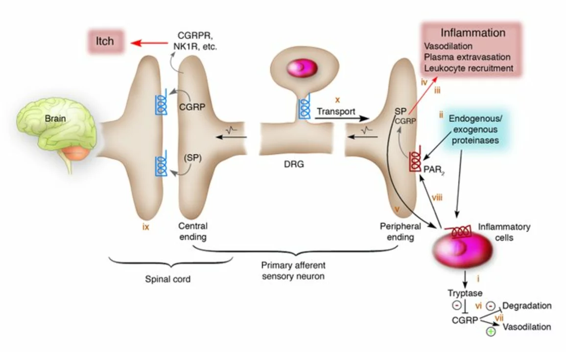 Inflammation and Hormone Imbalance: The Critical Link